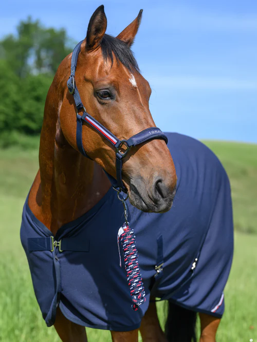 Cavezza Tommy equestrian